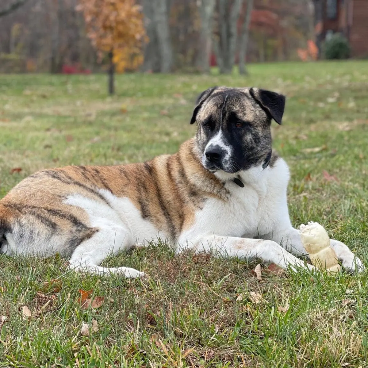 Hobbes - Grounds Crew